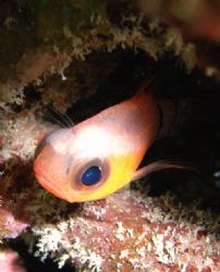 Barred Cardinalfish, he is little guy. by Lora Tucker 